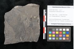 Foto (Objekt + Etikett) von Dictyophyllum obtusilobum Sch. (NHMW-GEO-2024-0188-10502)